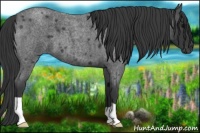 Horse Color:Blue Roan 