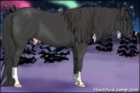 Horse Color:Smoky Black