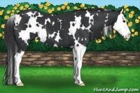 Horse Color:White Spotted Black Splash