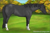 Horse Color:Blue Roan 