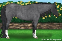 Horse Color:Blue Roan 