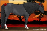 Horse Color:Blue Roan 