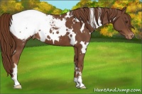 Horse Color:White Spotted Chestnut Appaloosa 