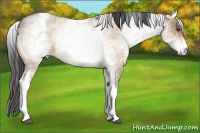 Horse Color:White Spotted Buckskin Roan Dun 