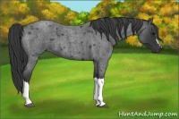 Horse Color:Blue Roan