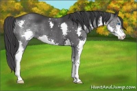 Horse Color:Black Splash