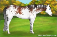 Horse Color:White Spotted Brown Roan Splash 