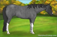 Horse Color:Smoky Blue Roan 