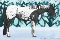 Horse Color:Black Tobiano Appaloosa 