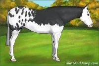 Horse Color:Black Splash Appaloosa