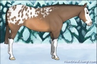 Horse Color:Buckskin Splash Appaloosa 