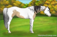 Horse Color:Bay Dun Splash Tobiano