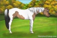 Horse Color:Bay Dun Tobiano 