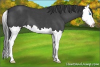Horse Color:Blue Roan Splash 