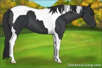 Horse Color:Black Tobiano