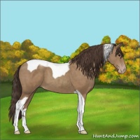 Horse Color:Classic Champagne Tobiano
