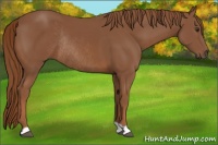 Horse Color:Chestnut Rabicano