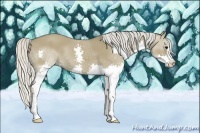 Horse Color:Silver Grullo Splash 