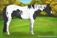 Horse Color:Black Tobiano 