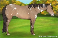 Horse Color:White Spotted Sable Champagne 