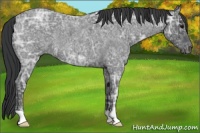 Horse Color:Blue Ice Roan 