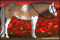 Horse Color:White Spotted Buckskin Splash 