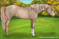 Horse Color:Liver Chestnut Pearl 