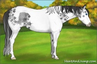 Horse Color:Blue Roan Splash Tobiano 