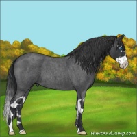 Horse Color:Blue Roan Splash 