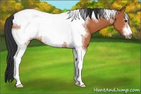 Horse Color:Bay Sabino Tobiano Frame 