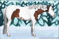 Horse Color:Bay Sabino Splash Tobiano