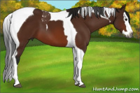 Horse Color:Gray Bay Splash Tobiano 
