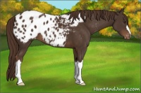 Horse Color:Liver Chestnut Appaloosa
