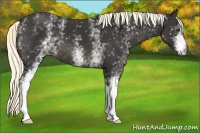 Horse Color:White Spotted Liver Chestnut 