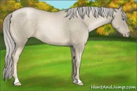 Horse Color:Chocolate Palomino Pearl