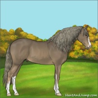 Horse Color:Liver Chestnut Mushroom Sabino 