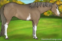 Horse Color:White Spotted Liver Chestnut Sabino 