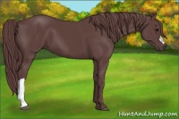 Horse Color:Chocolate Smoky Black 