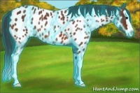 Horse Color:Thunderstruck Bay Sabino Splash Appaloosa 
