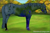 Horse Color:ERROR: UNKNOWN ANOMALY