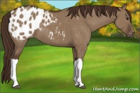 Horse Color:Liver Red Dun Appaloosa 