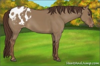 Horse Color:Liver Red Dun Appaloosa 