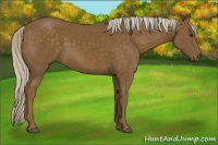 Horse Color:Chocolate Palomino 
