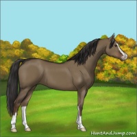 Horse Color:Liver Red Dun Sabino 