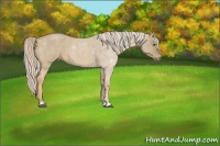 Horse Color:Palomino Roan 