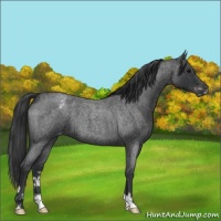 Horse Color:Blue Roan Varnish