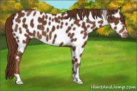 Horse Color:Chestnut Near Leopard 