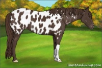 Horse Color:Liver Chestnut Appaloosa