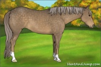 Horse Color:Chocolate Palomino 