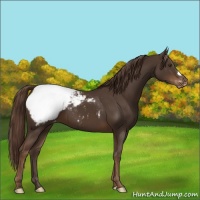 Horse Color:Liver Chestnut Appaloosa